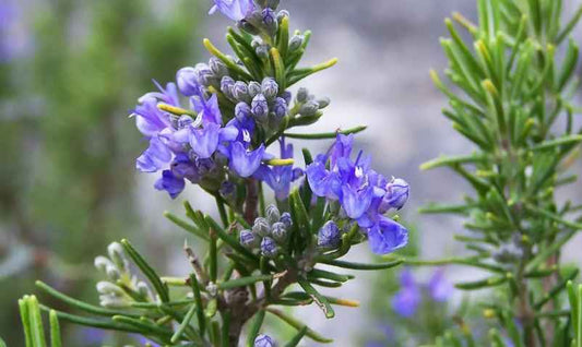 9 Essential Tips for Maximizing the Benefits of Rosemary Hair Spray - Rüh Essentials