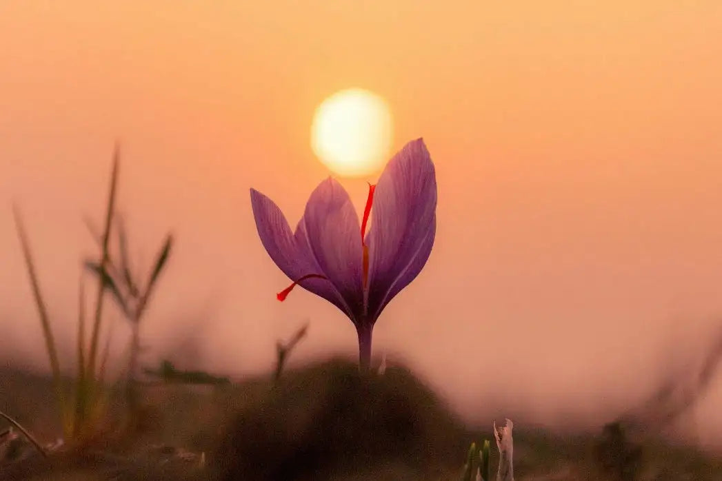 Radiance with Saffron