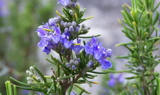 9 Essential Tips for Maximizing the Benefits of Rosemary Hair Spray